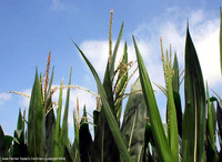 PHOTO (select to view enlarged photo)
