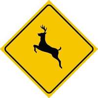 deer hazard (select to view enlarged photo)