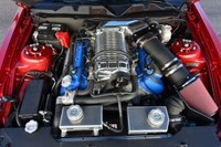 shelby supersnake (select to view enlarged photo)
