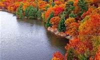 tree in fall (select to view enlarged photo)