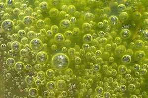 bio algea